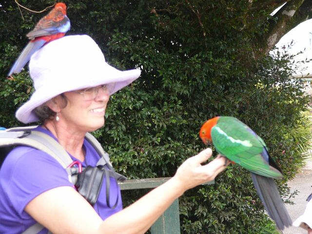 Crimson Rosella